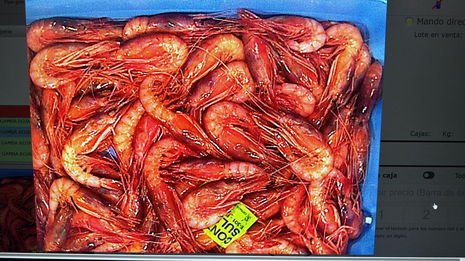 Gamba roja P fresca